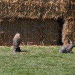 IMG_8705wtmk