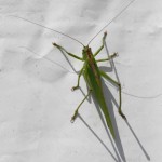 IMG_8715wtmk